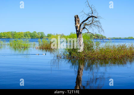 Summer landscape - lonely tree at the small island in summer sunny day. Tje Ilmen lake, Veliky Novgorod, Russia Stock Photo