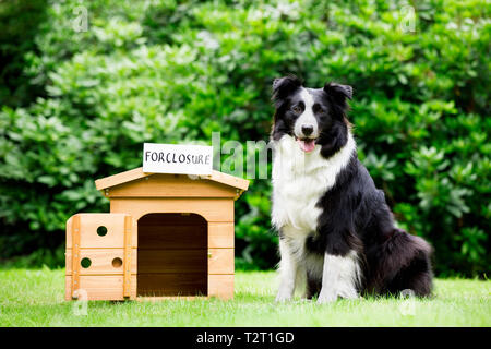 Sheepdog standing beside dog house with a foreclosure placard on top Stock Photo