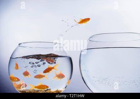 Goldfish jumping from a crowded bowl into a bigger bowl Stock Photo