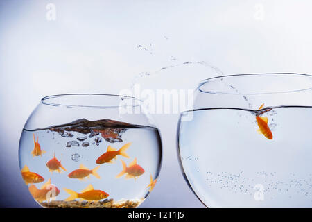 Goldfish jumping from a crowded bowl into a bigger bowl Stock Photo