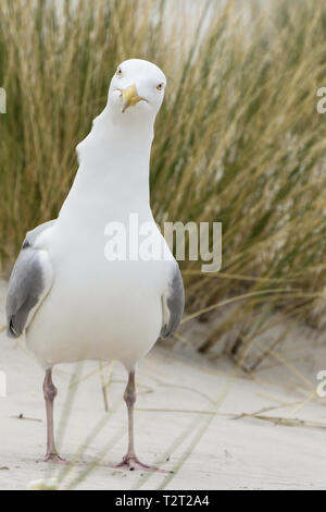 A curious seagull with a quastion mark in its face is watching me Stock Photo
