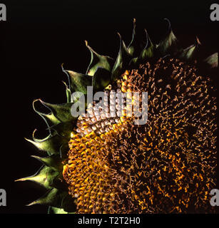 Detail on a dried sunflower head Stock Photo