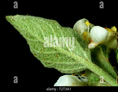 New infestation of fruit tree red spider mite (Panonychus ulmi) on a young apple leaf and blossom Stock Photo