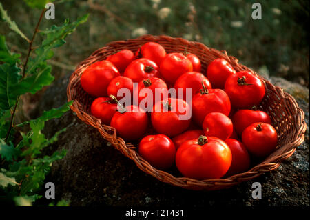 Tomatoes in a wicker basket on a branch Stock Photo