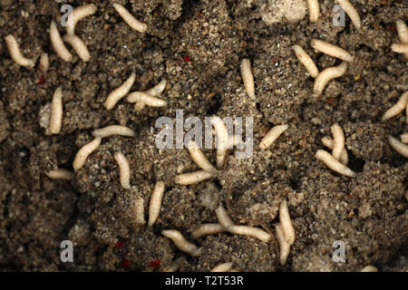 Maggots in fish food while fishing Stock Photo