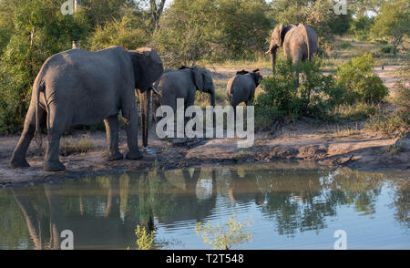 Herd of elephants reflected in the water at a waterhole in Sabi Sands Game Reserve, South Africa. Photo taken in the early morning. Stock Photo