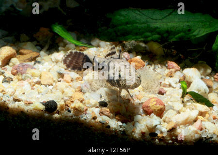 Marble Goby, Oxyeleotris marmorata Stock Photo