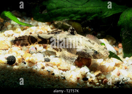 Marble Goby, Oxyeleotris marmorata Stock Photo