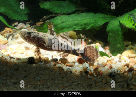 Marble Goby, Oxyeleotris marmorata Stock Photo