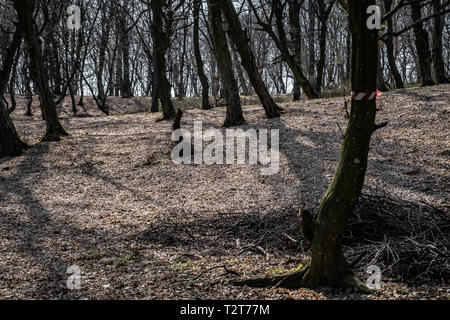 Hoia Baciu - Haunted Forest, Romania , A place where strange things happens Stock Photo