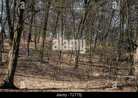 Hoia Baciu - Haunted Forest, Romania , A place where strange things happens Stock Photo