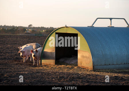 Outdoor reared pigs Stock Photo