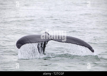 Tail fin of the mighty humpback whale (Megaptera novaeangliae) seen from the boat near Husavik, Iceland Stock Photo