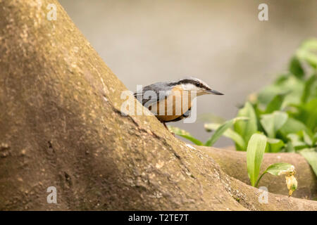 European nuthatch (Sitta europaea) UK - unusual portrait of bird looking out from behind the foot of a tree Stock Photo