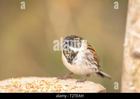 Reed bunting (Emberiza schoeniclus) perched on log with seed around its feet Stock Photo