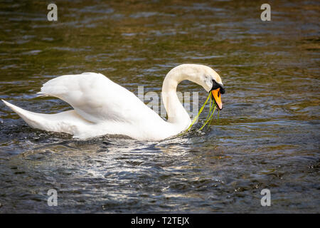 Single mute Swan, (Cygnus olor), UK feeding by eating reeds from beneath the water's surface on a river. Stock Photo