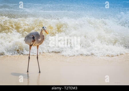 A Great Blue Heron in Perdido Key State Park, Florida Stock Photo