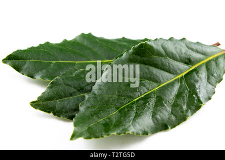 composition of fresh bay leaves isolated on white copy space Stock Photo