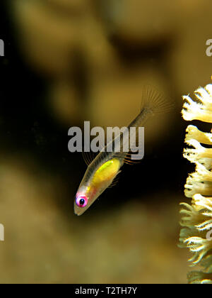 Pink eye goby in the Red Sea (Bryaninops natans) Stock Photo