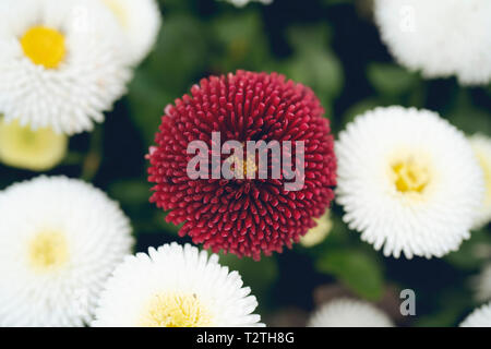 Close-up of chrysanthemum, daisy on green background. Petals of rose chrysanthemum. Red spring flower in the garden. Stock Photo