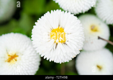 English daisy or bellis perennis plant with colourful white and white flowers macro close up. Shallow depth of field, selective focus Stock Photo