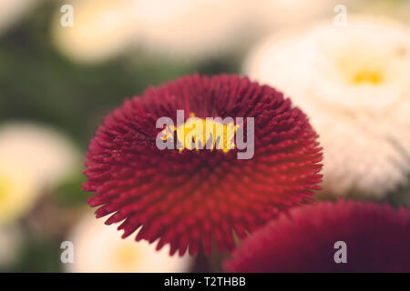 Close-up of chrysanthemum, daisy on green background. Petals of rose chrysanthemum. Red spring flower in the garden. Stock Photo