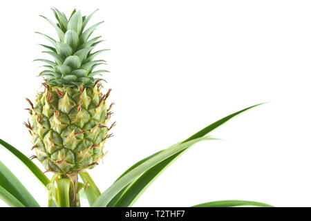 fresh pineapple fruit on a pineapple plant (Ananas comosus) isolated on a white background with copy space Stock Photo