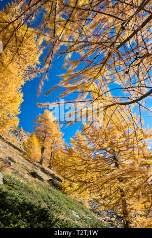 Italy, Aosta Valley, Gran Paradiso National Park, Rhemes Valley,  Entrelor Plateau (2140 m); European larches forest in autumn,  common juniper (Juniperus communis subsp. alpina) Stock Photo