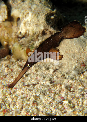 Closeup of a ghost pipefish, solenostomus cyanopterus, a double ended ...