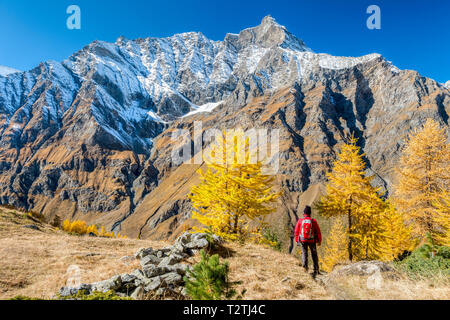 Italy, Aosta Valley, Gran Paradiso National Park, Rhemes Valley, La Grande Rousse (3.607 m)  from Entrelor Plateau; European larches forest in autumn, hiker Stock Photo