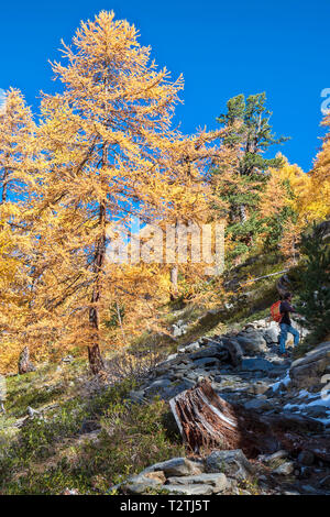 Italy, Aosta Valley, Gran Paradiso National Park, Rhemes Valley, European larches forest in autumn and Swiss stone pine (Pinus cembra) Stock Photo