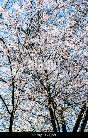 Bluehende Obstbaeume im fruehling; blossoms in spring Stock Photo