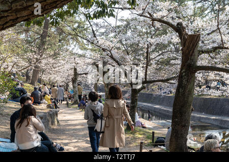 People gathered to view the cherry blossoms, 'Hana-mi', or to have the traditional picnic under them in the hot spring sunshine at Shukugawa, near Nishinomiya in Japan. A popular beauty spot, featuring a row of cherry blossom trees on either side of the river. Stock Photo