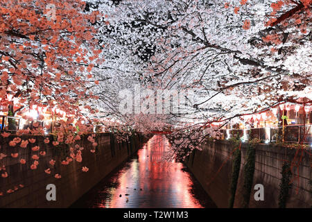 Beijing, China. 3rd Apr, 2019. Photo taken on April 3, 2019 shows the cherry blossoms on the banks of Meguro River in Tokyo, Japan. Credit: Du Xiaoyi/Xinhua/Alamy Live News Stock Photo