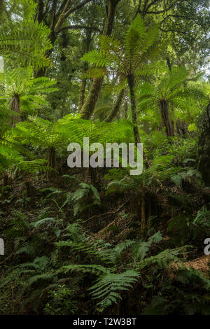 Tree ferns in Whirinaki Forest Park, North Island, New Zealand. Stock Photo