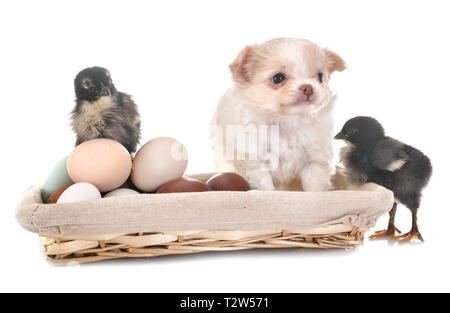 little chihuahua and chicks in front of white background Stock Photo