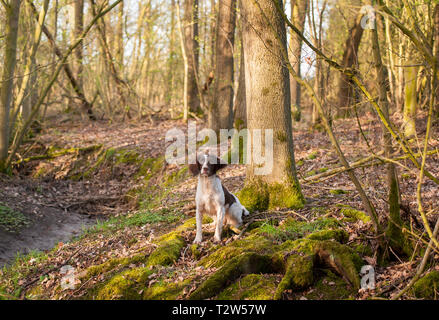 Springer Spaniel Stock Photo