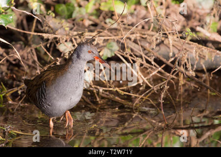 Close, front view of secretive water rail bird (Rallus aquaticus) isolated in outdoor habitat, hiding in shallow water of UK reedbed. Stock Photo