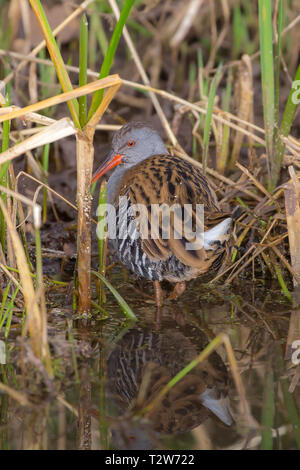 Water Rail (Rallus aquaticus) UK Stock Photo - Alamy