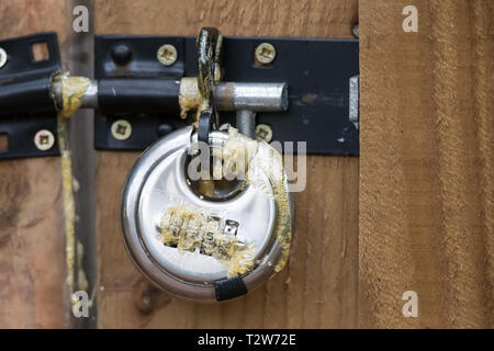 Close up of combination padlock securing bolt on exterior wooden gate, damaged by mindless vandals squeezing expanding foam into mechanism. Vandalism. Stock Photo