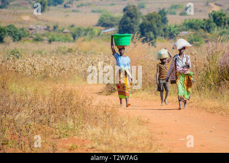 Malawian women carrying maize on their heads through maize field Stock Photo