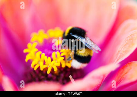 Macro view bumblebee beautiful on pink yellow flower backgrond. close-up photo, shallow depth of field.