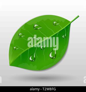 Green leave with water drops eco concept vector illustration Stock Vector