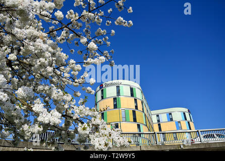 Maidstone, Kent, England, UK. Travelodge hotel and spring blossom (March) Stock Photo