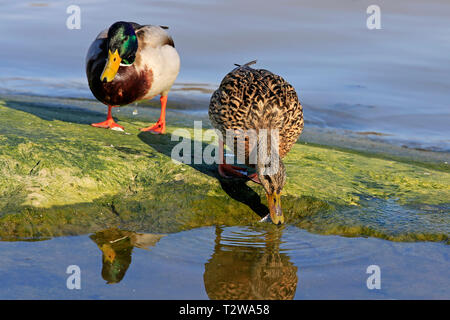 Male and female Mallard, Anas platyrhynchos feeding by seashore. Focus on the female bird. Stock Photo