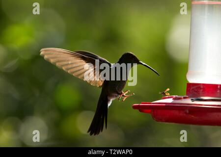 Rufous-tailed hummingbird with outstretched wings,tropical forest,Peru,bird hovering next to red feeder with sugar water, garden,clear background,natu Stock Photo
