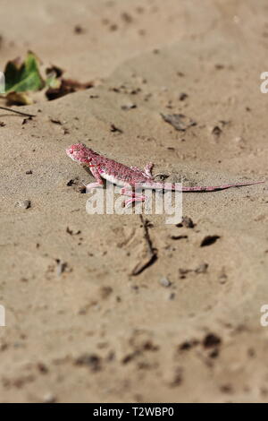 Phrynocephalus versicolor or variegated toad head agama lizard. Taklamakan Desert-Xinjiang-China-0071 Stock Photo