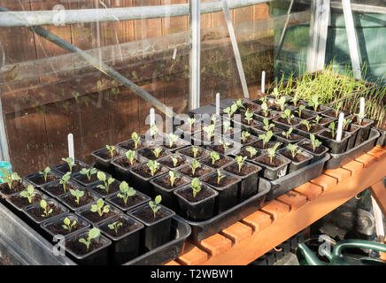 Brassica seedlings in plastic pots within a greenhouse, England, UK Stock Photo