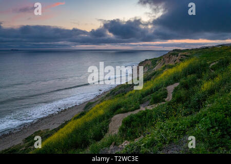 Stunning coastline view of Ocean Trails Reserve covered with yellow wildflowers after sunset during the California Super Bloom of 2019, Rancho Palos V Stock Photo