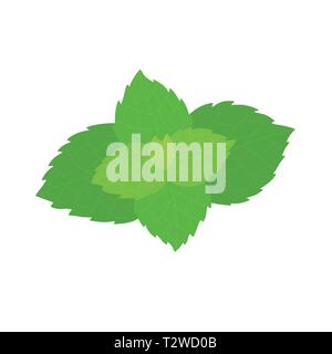Vector fresh mint leaves on a white background. Vector illustration Stock Vector